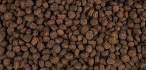 參農講述人參種植要點 盆栽人參，或許是最適合家庭的人參栽培技術