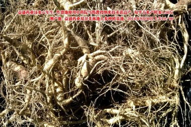 益盛藥業萬畝農田種植人參遇干旱仍增產，西洋參成亮點