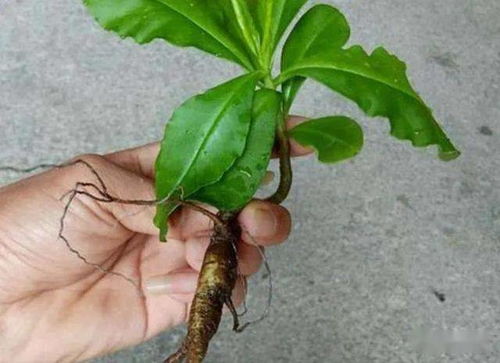 鄉野奇珍 德慶“土人參”的逆襲，從山間野菜到致富金苗